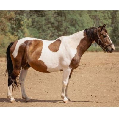 un cheval brun et blanc debout dans un champ de terre battue
