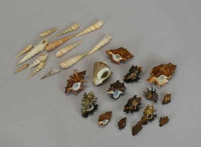a lot of sea shells on a white surface