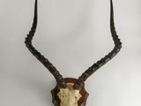 une tête d'antilope empaillée accrochée au mur, avec de longues cornes