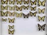 de nombreux papillons exposés dans une vitrine