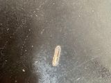 a close up of a bug on a window sill