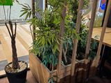une plante qui se trouve dans une caisse en bois posée par terre