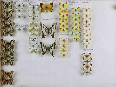 de nombreux types de papillons exposés dans un cadre en verre