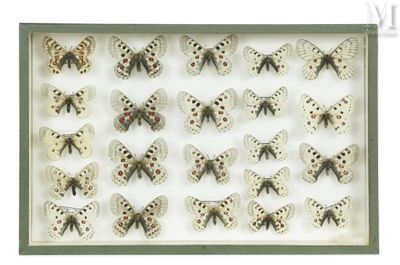 an image of a display case filled with lots of butterflies