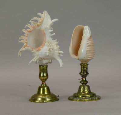 two seashells sitting on top of each other on a table