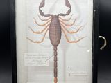 a framed picture of a scorpion on display in a black frame