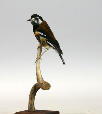 Grive de Doherty mâle - Geokichla dohertyi sur branche Haut.…