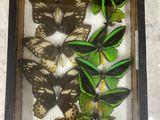 many butterflies in a shadow box on a table