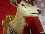a deer head mounted on a wall in a room