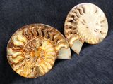 two fossilized ammonets on a black background