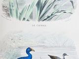 deux oiseaux qui se tiennent ensemble dans l'eau