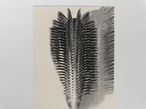 photographie en noir et blanc de deux plumes posées sur une surface blanche