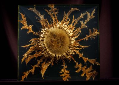 a picture of a dried sunflower in a glass case