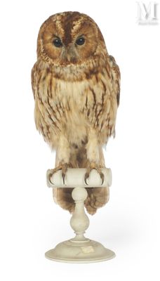 a small owl sitting on top of a white pedestal