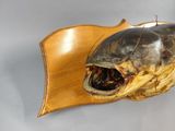 a fish head mounted on the wall of a room
