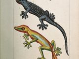 un vieux livre sur lequel figurent un lézard et un gecko
