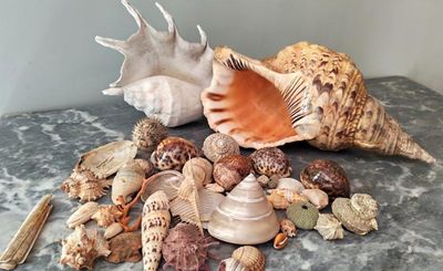 beaucoup de coquillages sur une table, à côté d'un couteau