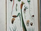 someone is holding a book open with a drawing of a plant
