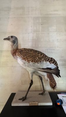 un oiseau posé sur une table