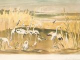 de nombreux oiseaux qui se tiennent dans l'herbe au bord de l'eau
