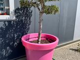 un pot rose contenant un arbre, à côté d'un immeuble