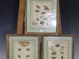 trois photos d'insectes encadrées, exposées devant un chevalet en bois