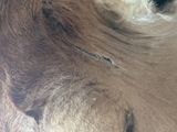 a close up of a cow ' s face with a blurry background