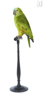 a green parrot sitting on top of a black stand