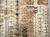 an image of a wall covered in lots of different types of moths