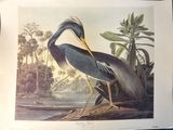 une photo d'un oiseau qui se tient dans l'eau
