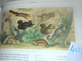 une image représentant un livre sur lequel figure une illustration d'un groupe d'animaux