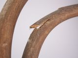a small insect that is sitting on a piece of wood