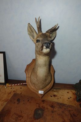 une tête de cerf fixée au mur d'une pièce