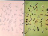 two open notebooks with different types of flies on them