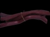 two pieces of red beans are shown on a black background