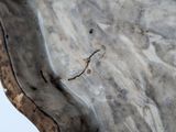 a close up of a piece of wood with a bird on it