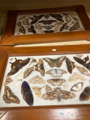 de nombreuses espèces différentes de papillons de nuit exposées dans une boîte en bois