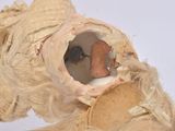 a teddy bear with a stuffed animal inside of it ' s mouth