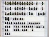 de nombreux coléoptères exposés dans une vitrine