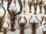 many different types of lobsters displayed in a display case