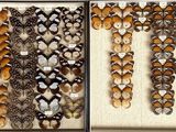 two pictures of butterflies in a display case on a wall