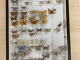 a display case with a lot of butterflies in it