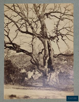 une vieille photo d'un arbre sans feuilles dans un champ