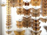 many different types of moths displayed in a shadow box