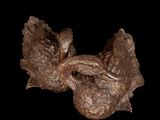 a bronze sculpture of a bird on a black background