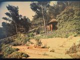 une vieille photo d'une petite maison dans les bois
