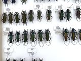 a lot of bugs that are on display in a glass case