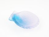 an image of a white and blue shell on a white surface
