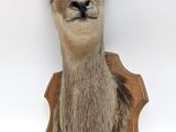 an image of a deer head mounted on a wooden plaque