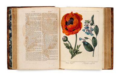 un livre ouvert sur lequel figurent une fleur orange et des feuilles vertes